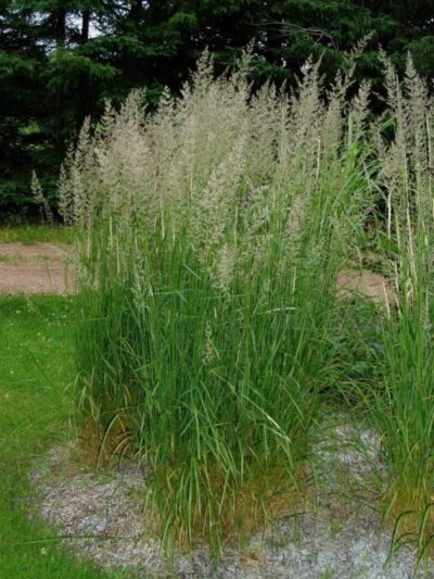 Calamagrostis acutiflora 1