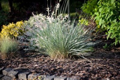 Festuca glauca