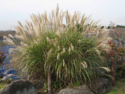 Miscanthus sacchariflorus 1