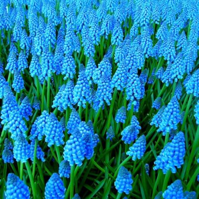 Muscari