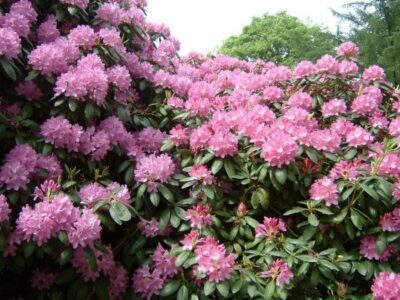 Rhododendron