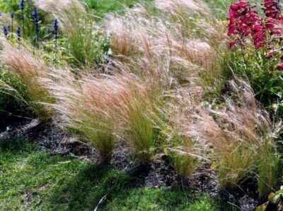 Stipa capillata 1