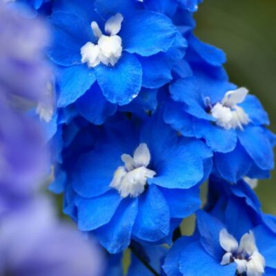 delphinium