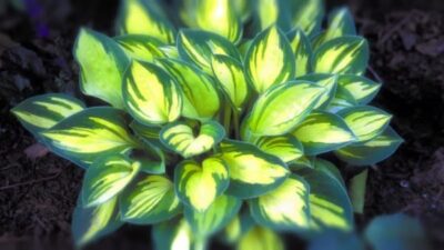 hosta011 810x456 1