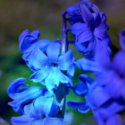 hyacinth