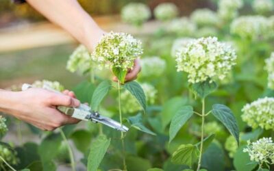 Какие растения нужно обрезать после цветения | В цветнике (Огород.ru)