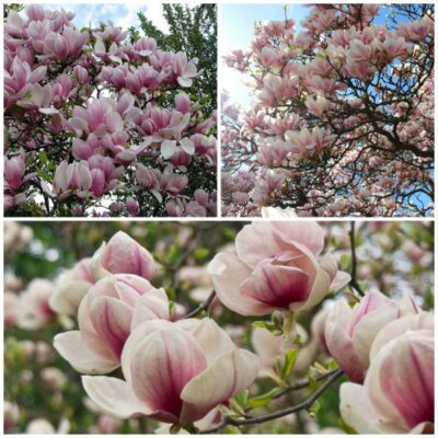 magnolii 4