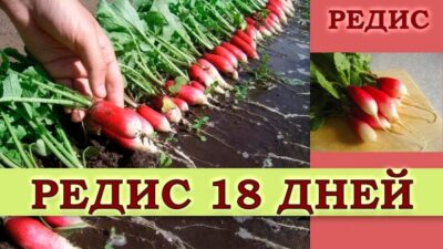 РЕДИС 18 ДНЕЙ (УЛЬТРАСКОРОСПЕЛЫЙ СОЧНЫЙ СОРТ С ОТЛИЧНЫМИ ВКУСОВЫМИ ...