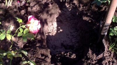 Как пересадить розу осенью на новое место - dachuvopros.com
