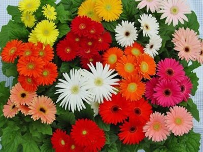 prekrasnaya gerbera