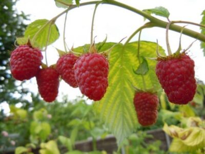 raspberries 1 640x480 1