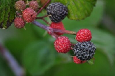 raspberries 5 640x425 1