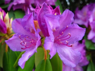 rhododendron 1 01