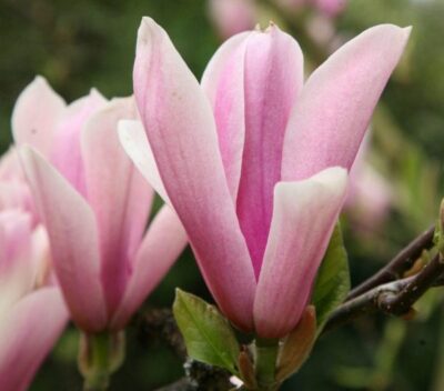 Где растет магнолия в России: magnolia loebneri leonard messel