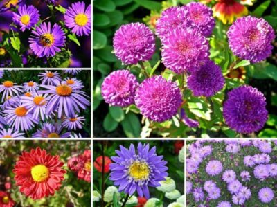 астры не всходят что делать. Смотреть фото астры не всходят что делать. Смотреть картинку астры не всходят что делать. Картинка про астры не всходят что делать. Фото астры не всходят что делать астры не всходят что делать. Смотреть фото астры не всходят что делать. Смотреть картинку астры не всходят что делать. Картинка про астры не всходят что делать. Фото астры не всходят что делать