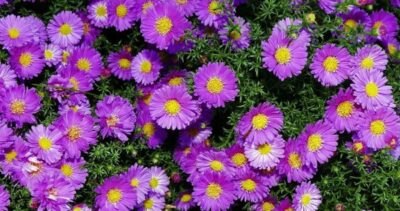 астры не всходят что делать. Смотреть фото астры не всходят что делать. Смотреть картинку астры не всходят что делать. Картинка про астры не всходят что делать. Фото астры не всходят что делать астры не всходят что делать. Смотреть фото астры не всходят что делать. Смотреть картинку астры не всходят что делать. Картинка про астры не всходят что делать. Фото астры не всходят что делать