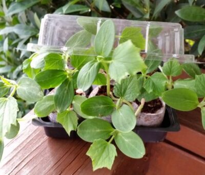 Cucumber Seedlings 05