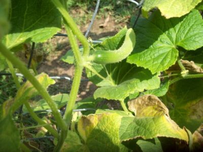 Cucumber leaves 5