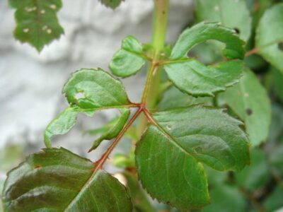 Вредители роз: пилильщик розанный | dacha-news