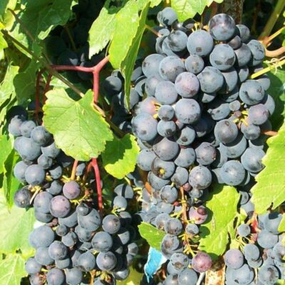 Отличительные особенности сорта винограда «Кодрянка»