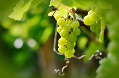 Виноград Кристалл: описание сорта с характеристикой и отзывами ...