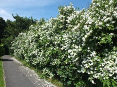 Philadelphus 2