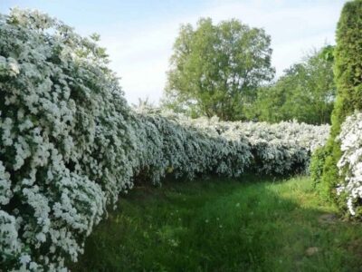 Spiraea Vanhouttei