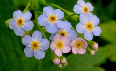 myosotis palustris 8