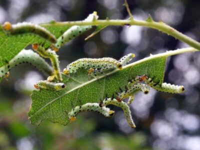 rose sawfly