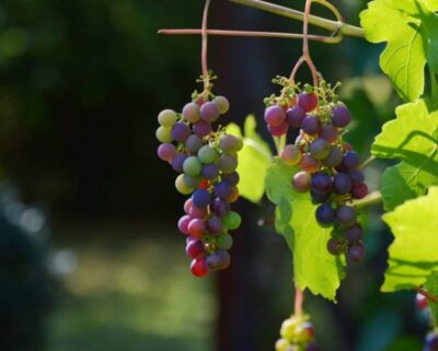 vinograd 02 640x513 1
