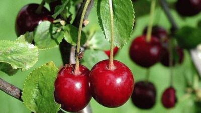 vishnja Cherry fruit on tree