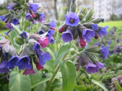 1200px Pulmonaria mollis 1