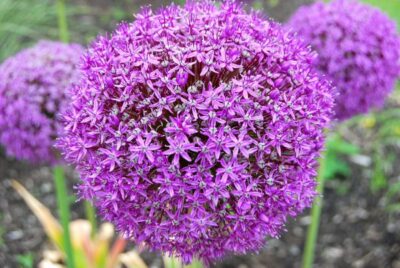 9 allium giganteum