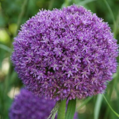 ALLIUM Ambassador 1200x1200 1