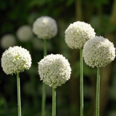 ALLIUM WHITE CLOUD 1200x1200 1