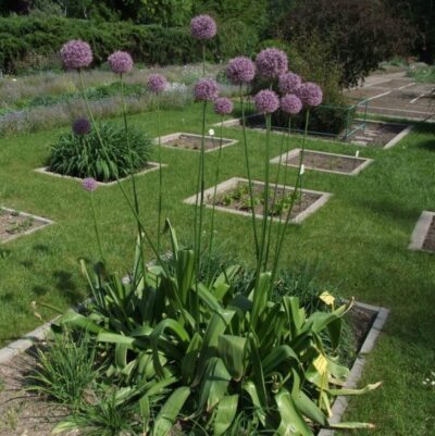 Allium giganteum