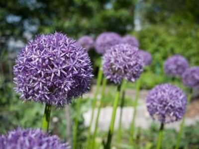 Allium giganteum Globemaster