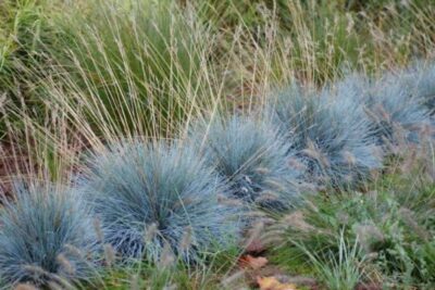 Купить Овсяница сизая Festuca cinerea - в питомнике Флорини