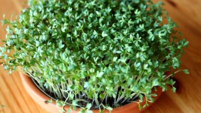 Kak prorastit semena kress salata na podokonnike doma