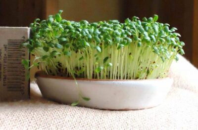 Kress salat vyrashhivanie na podokonnike kak pravilno uhazhivat za kulturoj