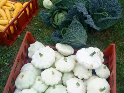 Pattypan squash 1 640x481 1