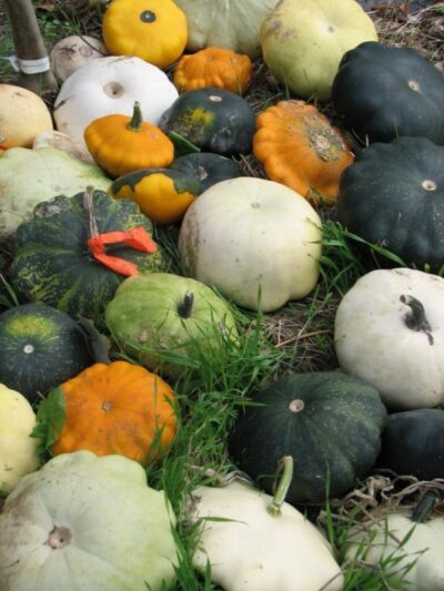 Pattypan squash 3 640x853 1