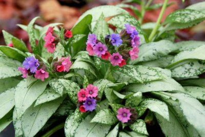 Pulmonaria villarsae Silver Bouquet 1b