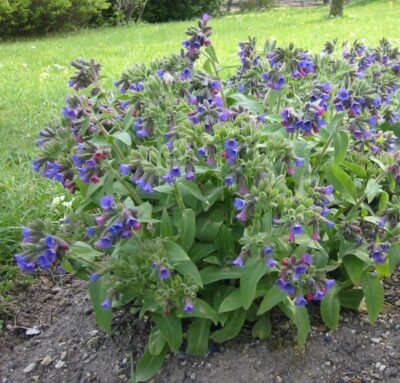 Pulmonaria mollis 0