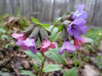 Pulmonaria obscura 1