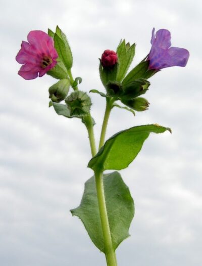 Pulmonaria obscura 20090512 017