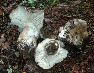 Подгруздок бело-черный (Russula albonigra) фото и описание