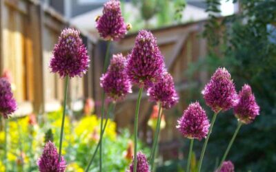 allium13