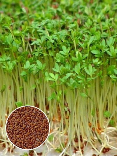 kress salat dlya prorashchivaniya v sortovye semena