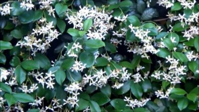 Многолетние лианы для солнечных и полутенистых садов - moidachya